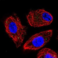 Anti-CLCN4 antibody produced in rabbit 