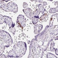 Anti-CLDN25 antibody produced in rabbit 