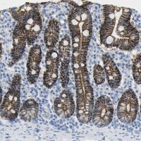 Anti-CLDN3 antibody produced in rabbit