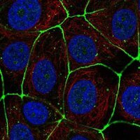 Anti-CLDN3 antibody produced in rabbit