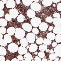 Anti-CLEC11A antibody produced in rabbit 