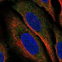 Anti-CLEC2A antibody produced in rabbit 