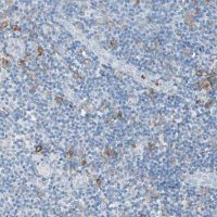 Anti-CLEC4A antibody produced in rabbit 