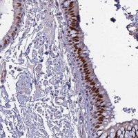 Anti-CLK4 antibody produced in rabbit 