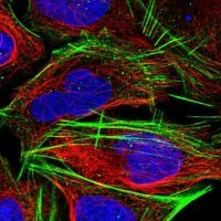 Anti-CLK4 antibody produced in rabbit 