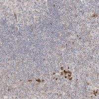 Anti-CLNK antibody produced in rabbit 