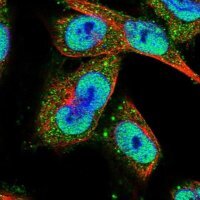 Anti-CLOCK antibody produced in rabbit