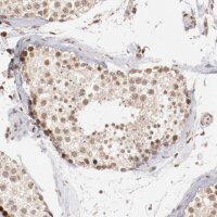 Anti-CLOCK antibody produced in rabbit HPA001867-100UL