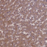 Anti-CLRN2 antibody produced in rabbit