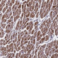 Anti-CMC4 antibody produced in rabbit