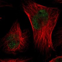 Anti-CMTM3 antibody produced in rabbit 