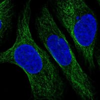 Anti-CNFN antibody produced in rabbit 