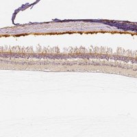 Anti-CNGB3 antibody produced in rabbit 
