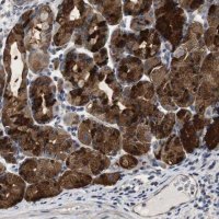 Anti-CNPY4 antibody produced in rabbit HPA014166-100UL