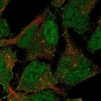 Anti-CNTLN antibody produced in rabbit 