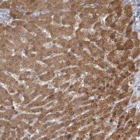 Anti-CNTLN antibody produced in rabbit HPA036728-100UL