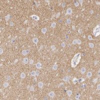 Anti-CNTN2 antibody produced in rabbit 