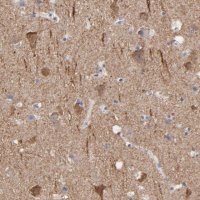 Anti-CNTN3 antibody produced in rabbit 