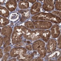 Anti-CNTN5 antibody produced in rabbit 