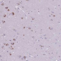 Anti-CNTNAP3 antibody produced in rabbit 