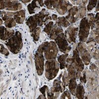 Anti-COA1 antibody produced in rabbit 