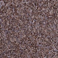 Anti-COA4 antibody produced in rabbit