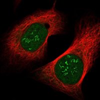 Anti-COA4 antibody produced in rabbit