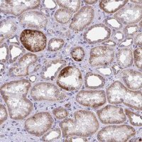 Anti-COA5 antibody produced in rabbit 