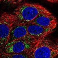 Anti-COA5 antibody produced in rabbit 