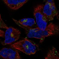 Anti-COG2 antibody produced in rabbit 