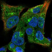 Anti-COG3 antibody produced in rabbit 