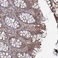 Anti-COG6 antibody produced in rabbit 