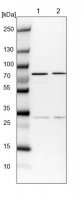 Anti-COG6 antibody produced in rabbit 