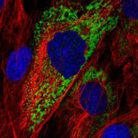 Anti-COL11A1 antibody produced in rabbit 