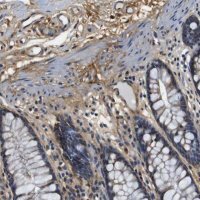 Anti-COL1A1 antibody produced in rabbit 