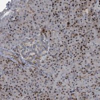 Anti-COL20A1 antibody produced in rabbit 