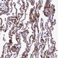 Anti-COL6A6 antibody produced in rabbit 