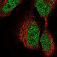 Anti-COL9A3 antibody produced in rabbit 