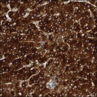 Anti-COLEC10 antibody produced in rabbit HPA024511-100UL