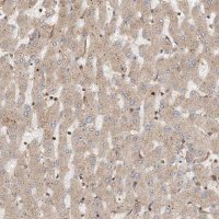 Anti-COLEC11 antibody produced in rabbit 