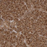 Anti-COPA antibody produced in rabbit