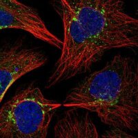 Anti-COPB1 antibody produced in rabbit 