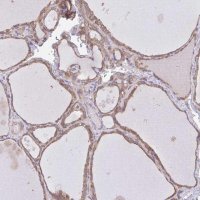 Anti-COPB1 antibody produced in rabbit HPA064403-100UL
