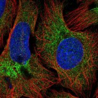 Anti-COPB2 antibody produced in rabbit 