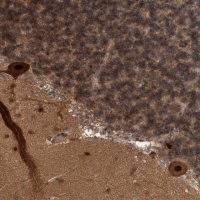 Anti-COPS3 antibody produced in rabbit HPA021997-100UL