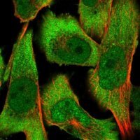 Anti-COPS3 antibody produced in rabbit HPA021997-100UL