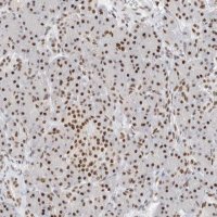 Anti-COPS7A antibody produced in rabbit 