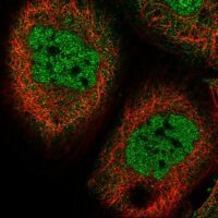Anti-COPS7B antibody produced in rabbit 