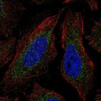 Anti-COQ4 antibody produced in rabbit 