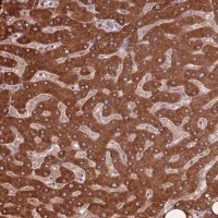 Anti-COQ5 antibody produced in rabbit 